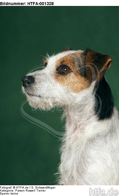 Parson Russell Terrier / HTFA-001328