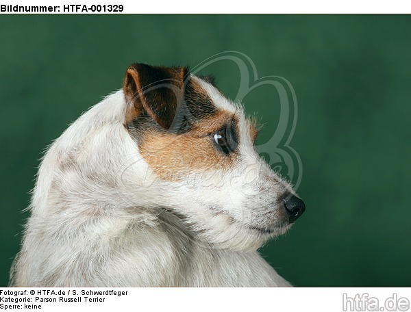 Parson Russell Terrier / HTFA-001329