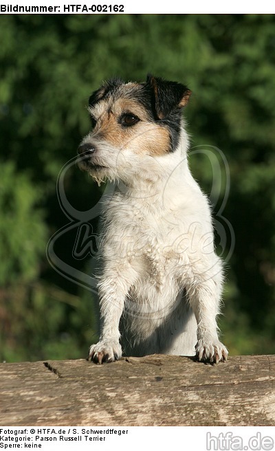 Parson Russell Terrier / HTFA-002162