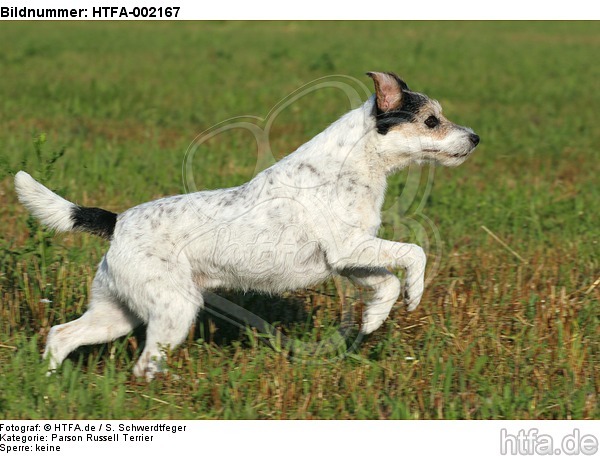 Parson Russell Terrier / HTFA-002167