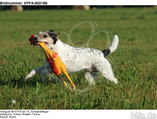 Parson Russell Terrier / HTFA-002169