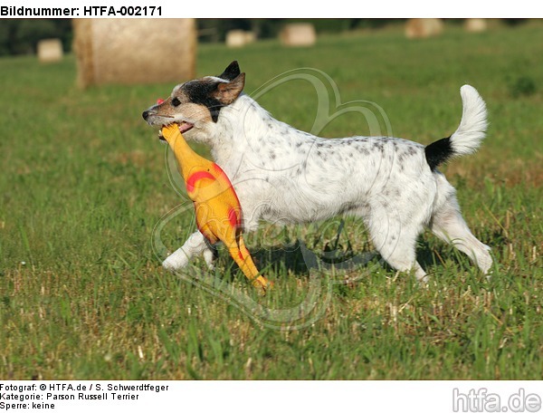 Parson Russell Terrier / HTFA-002171