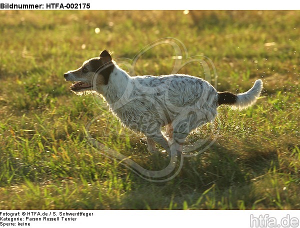 Parson Russell Terrier / HTFA-002175