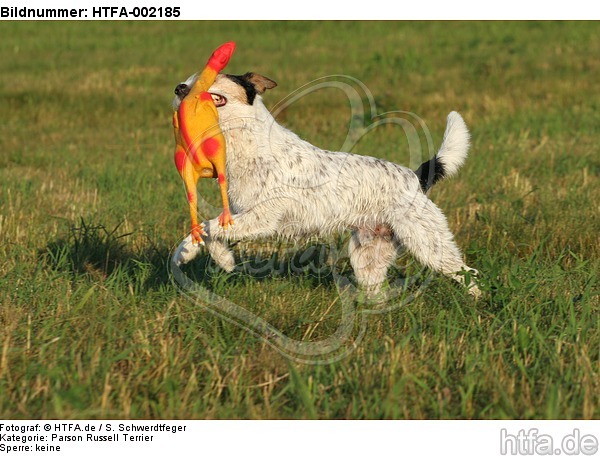Parson Russell Terrier / HTFA-002185
