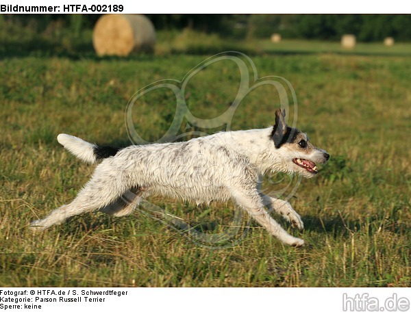 Parson Russell Terrier / HTFA-002189