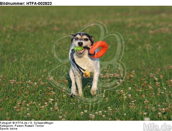 Parson Russell Terrier / HTFA-002823