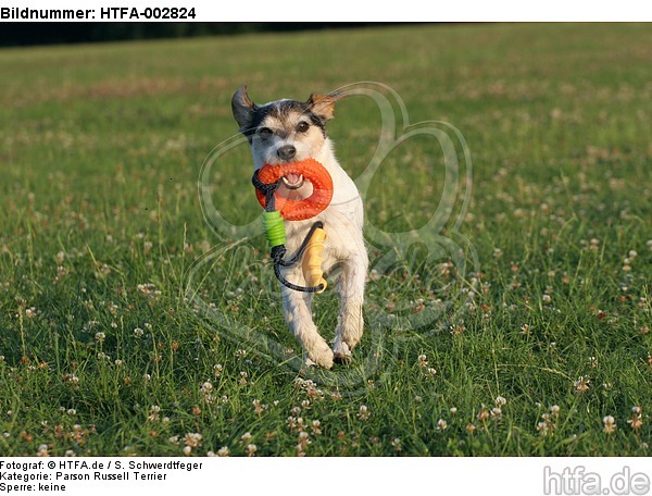Parson Russell Terrier / HTFA-002824