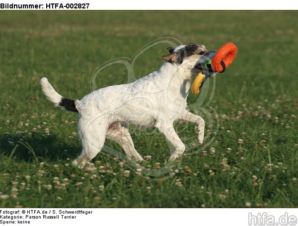 Parson Russell Terrier / HTFA-002827