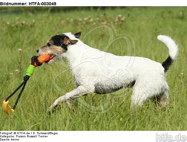 Parson Russell Terrier / HTFA-003049