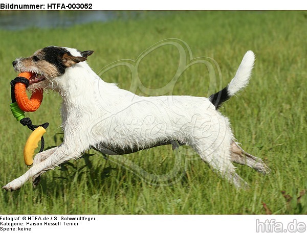 Parson Russell Terrier / HTFA-003052