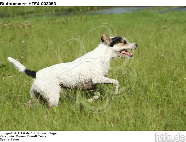 Parson Russell Terrier / HTFA-003053