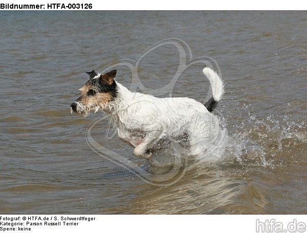 Parson Russell Terrier / HTFA-003126