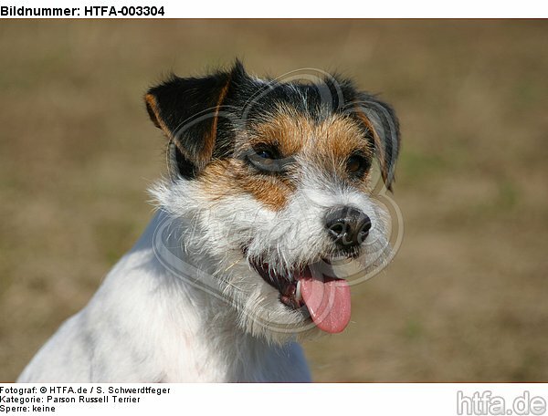 Parson Russell Terrier / HTFA-003304