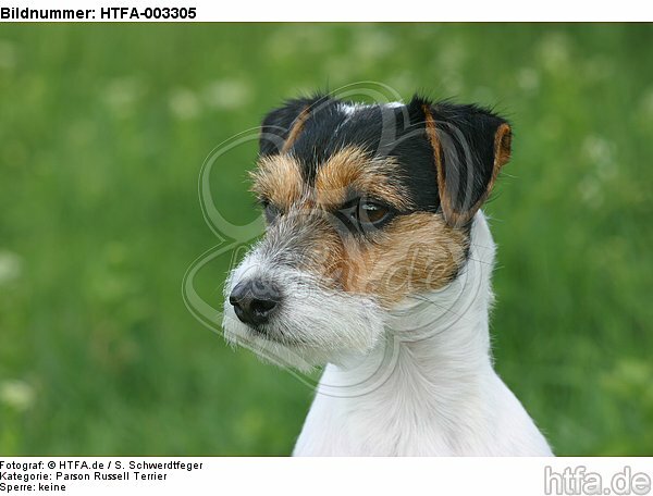 Parson Russell Terrier / HTFA-003305