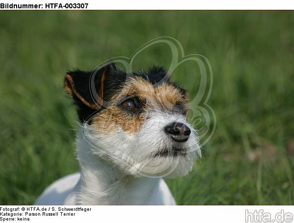 Parson Russell Terrier / HTFA-003307