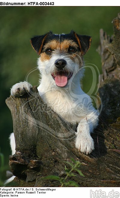 Parson Russell Terrier / HTFA-003443