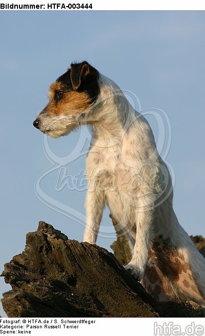 Parson Russell Terrier / HTFA-003444