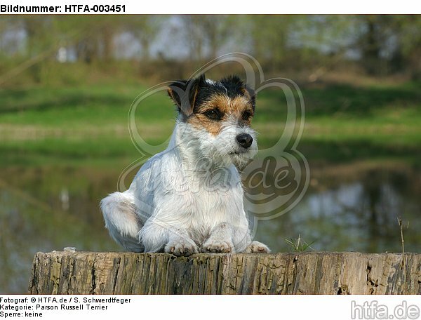 Parson Russell Terrier / HTFA-003451