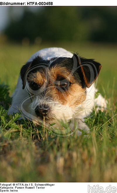 Parson Russell Terrier / HTFA-003458