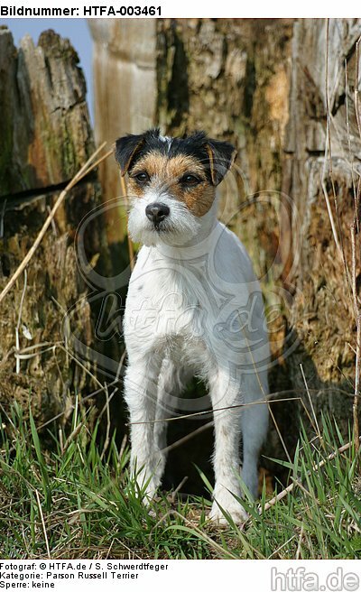 Parson Russell Terrier / HTFA-003461