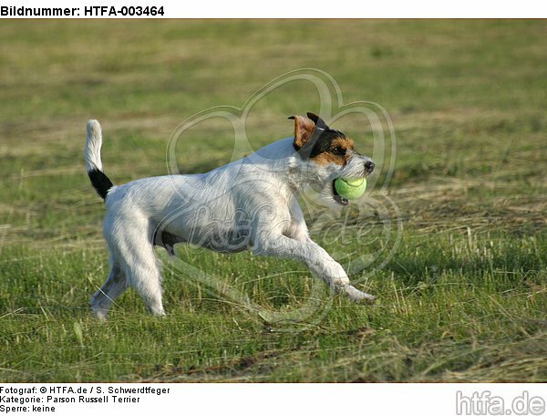 Parson Russell Terrier / HTFA-003464
