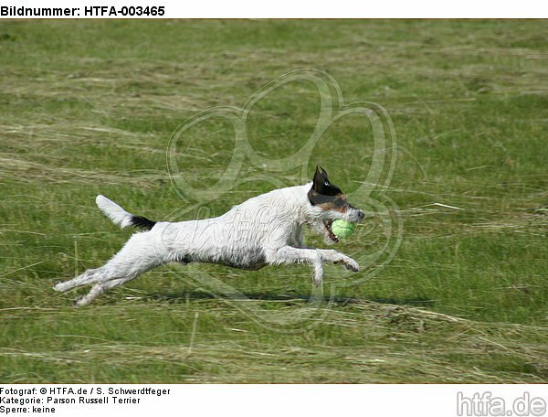 Parson Russell Terrier / HTFA-003465