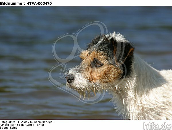 Parson Russell Terrier / HTFA-003470