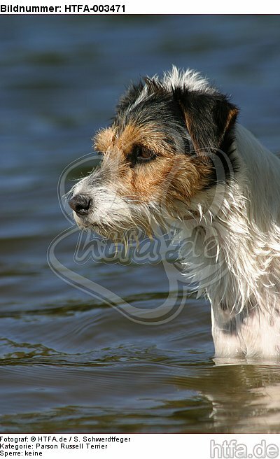 Parson Russell Terrier / HTFA-003471