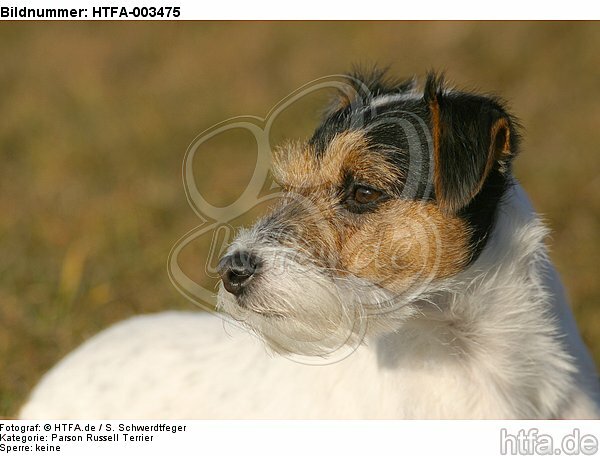 Parson Russell Terrier / HTFA-003475