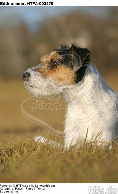 Parson Russell Terrier / HTFA-003476