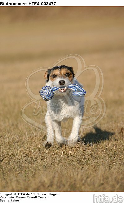 Parson Russell Terrier / HTFA-003477