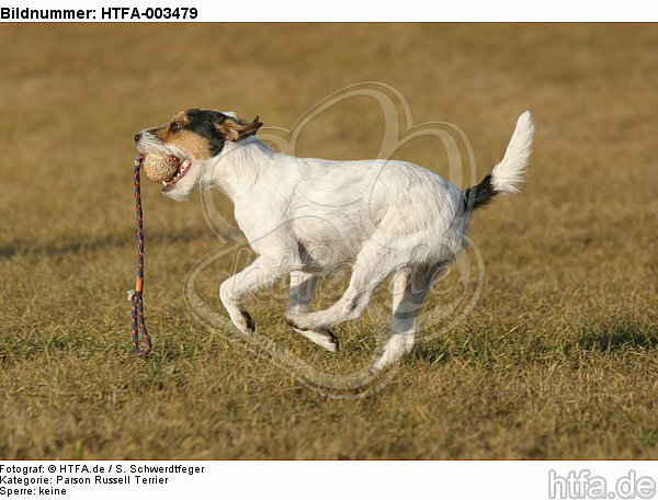 Parson Russell Terrier / HTFA-003479