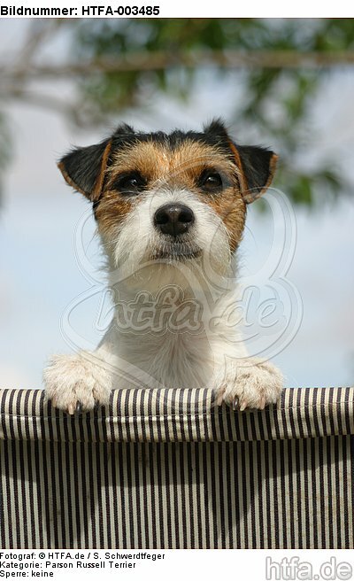 Parson Russell Terrier / HTFA-003485