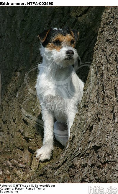 Parson Russell Terrier / HTFA-003490