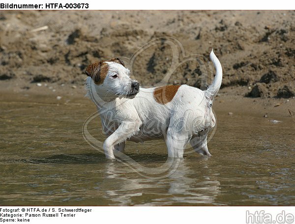 Parson Russell Terrier / HTFA-003673