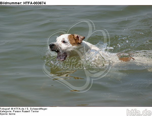 Parson Russell Terrier / HTFA-003674