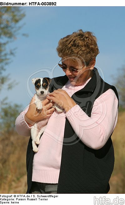 Parson Russell Terrier Welpe / parson russell terrier puppy / HTFA-003892