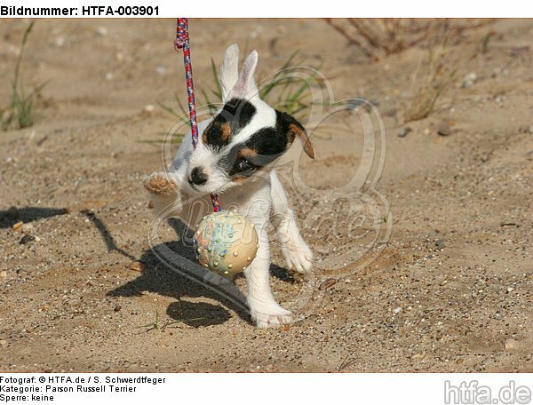 Parson Russell Terrier Welpe / parson russell terrier puppy / HTFA-003901