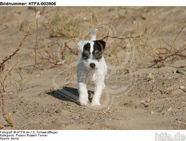 Parson Russell Terrier Welpe / parson russell terrier puppy / HTFA-003906