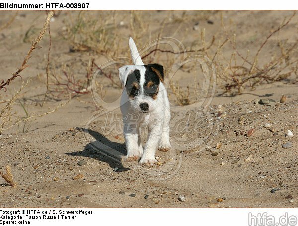 Parson Russell Terrier Welpe / parson russell terrier puppy / HTFA-003907