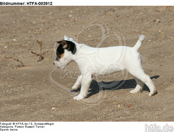 Parson Russell Terrier Welpe / parson russell terrier puppy / HTFA-003912