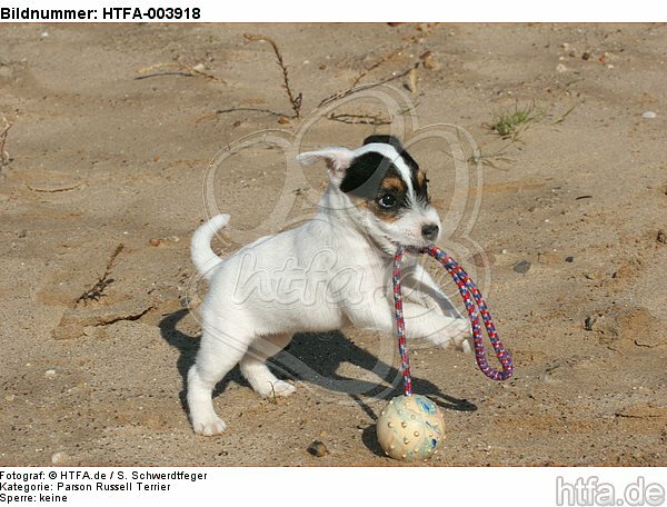 Parson Russell Terrier Welpe / parson russell terrier puppy / HTFA-003918