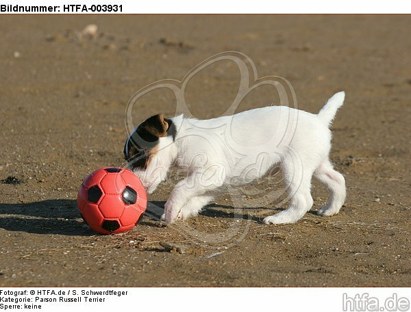 Parson Russell Terrier Welpe / parson russell terrier puppy / HTFA-003931