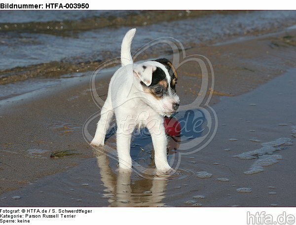 Parson Russell Terrier Welpe / parson russell terrier puppy / HTFA-003950
