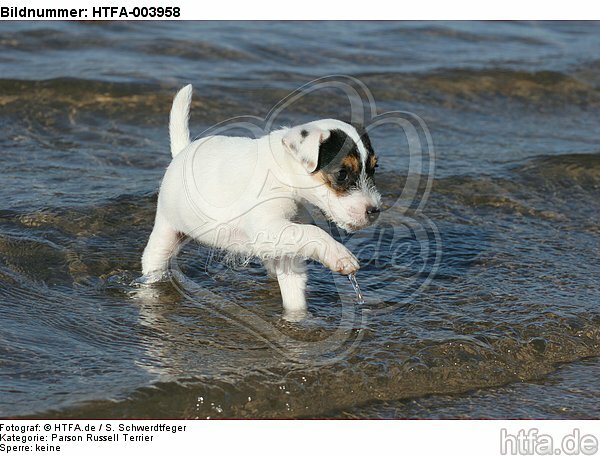 Parson Russell Terrier Welpe / parson russell terrier puppy / HTFA-003958
