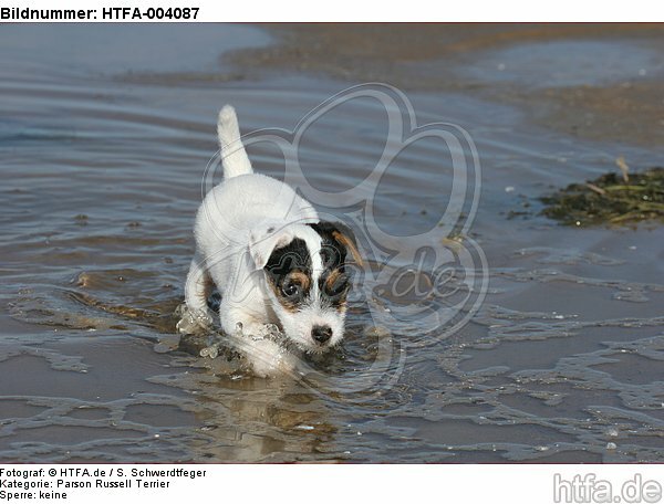 Parson Russell Terrier Welpe / parson russell terrier puppy / HTFA-004087