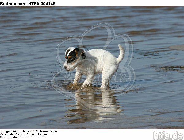 Parson Russell Terrier Welpe / parson russell terrier puppy / HTFA-004145