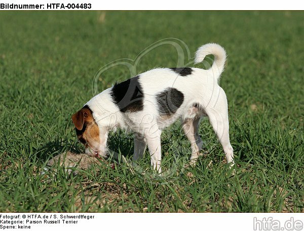 Parson Russell Terrier / HTFA-004483
