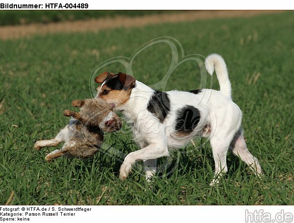 Parson Russell Terrier / HTFA-004489