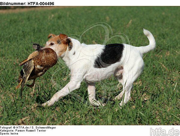 Parson Russell Terrier / HTFA-004496